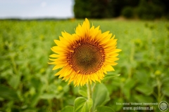 2021.07.25 - Pol'and'Rock