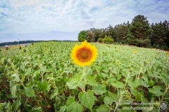 2021.07.25 - Pol'and'Rock